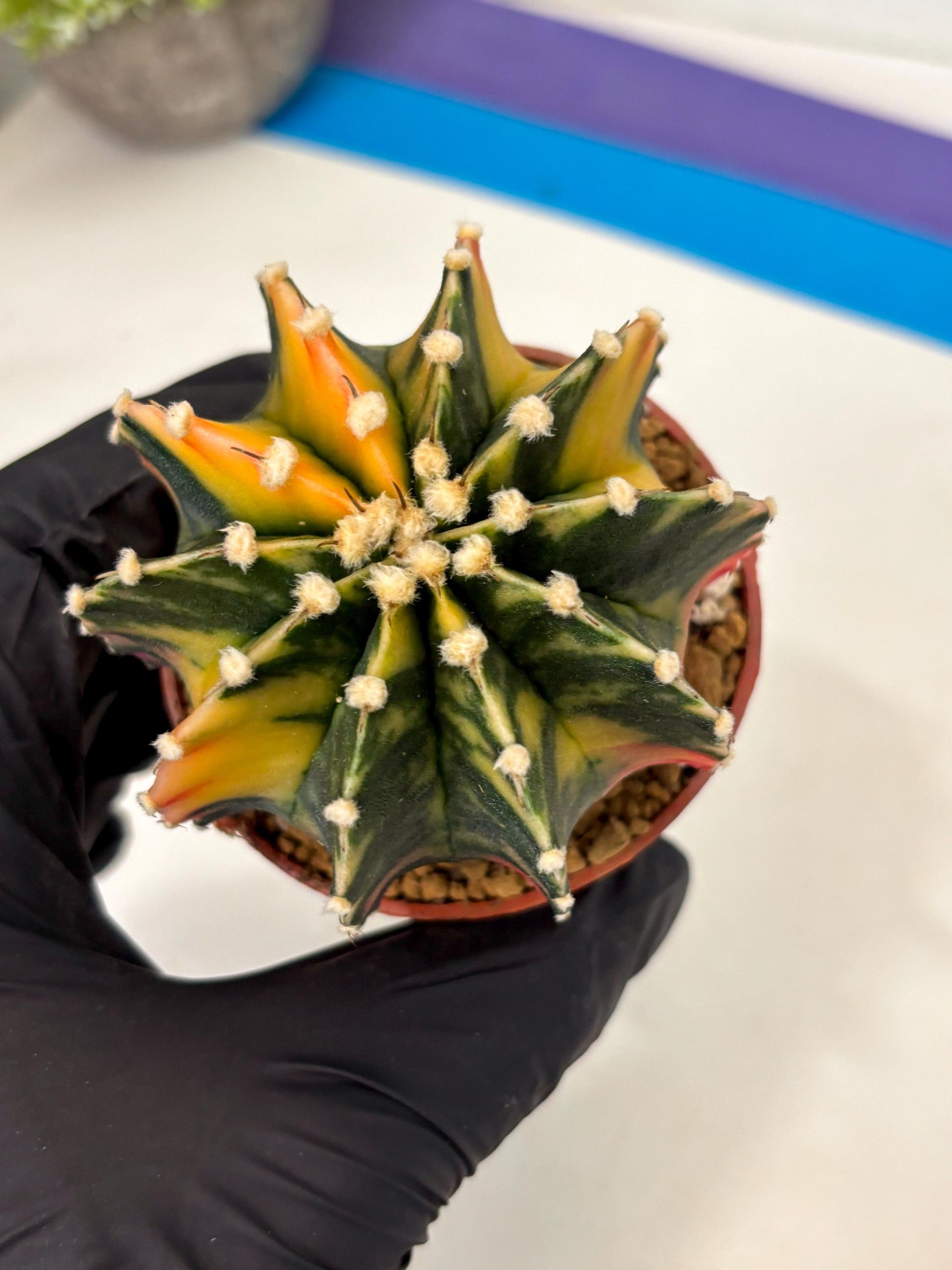Gymnocalycium LB Hybrid (gy2) (y3) | Imported Plants