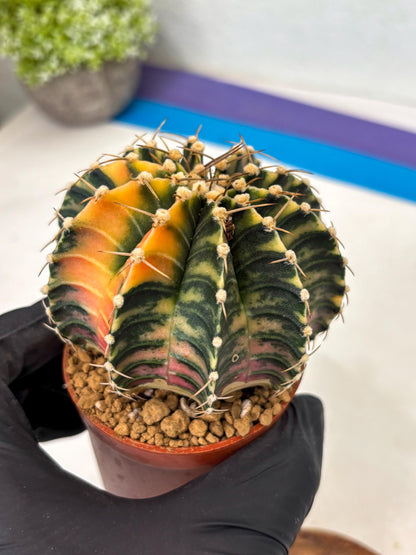 Gymnocalycium LB Hybrid (gy2) (y5) | Imported Plants