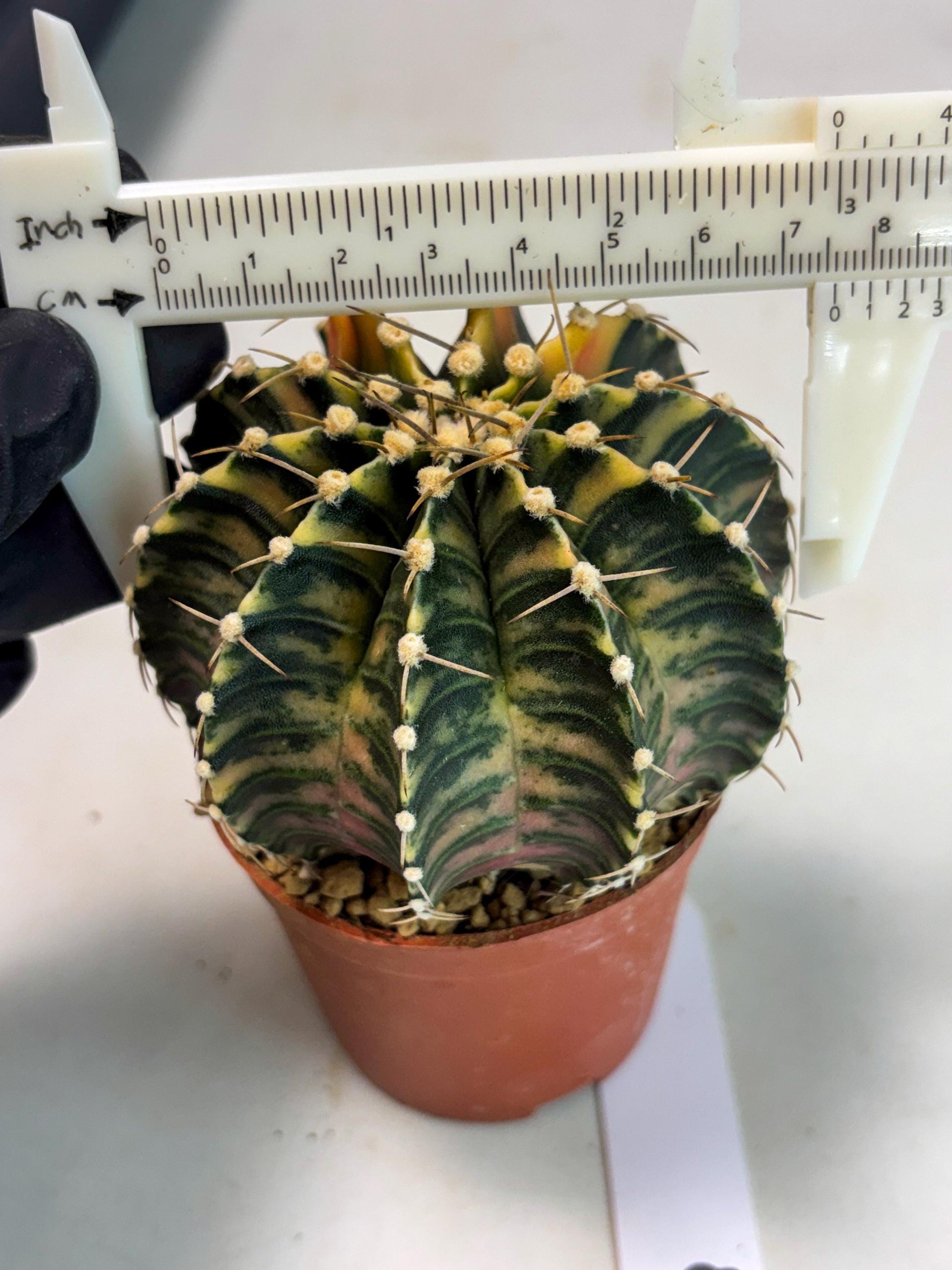 Gymnocalycium LB Hybrid (gy2) (y5) | Imported Plants