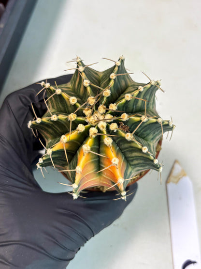 Gymnocalycium LB Hybrid (gy2) (y5) | Imported Plants