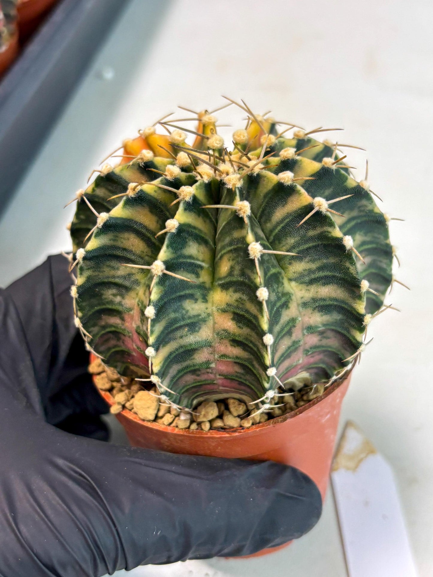 Gymnocalycium LB Hybrid (gy2) (y5) | Imported Plants