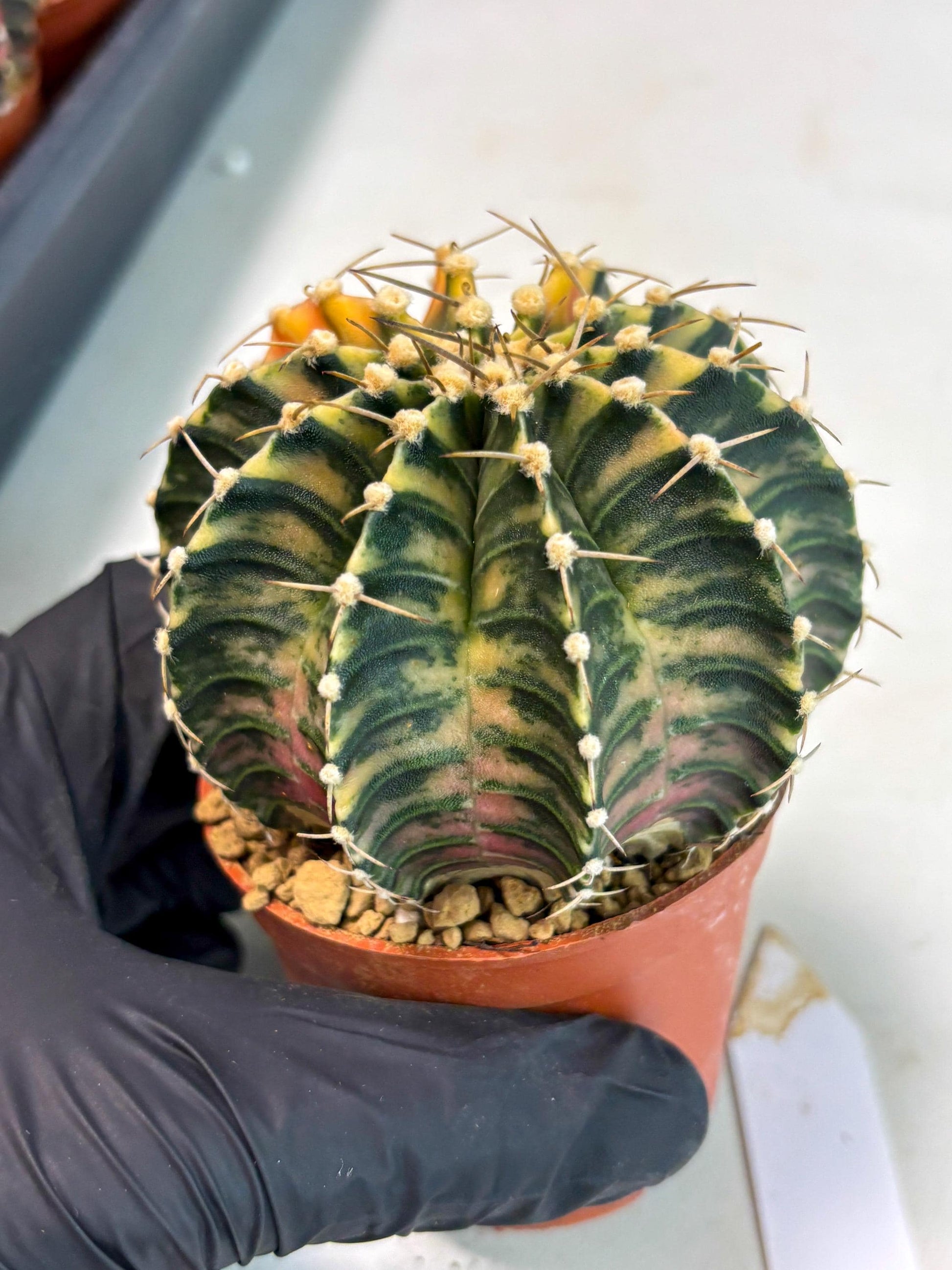 Gymnocalycium LB Hybrid (gy2) (y5) | Imported Plants