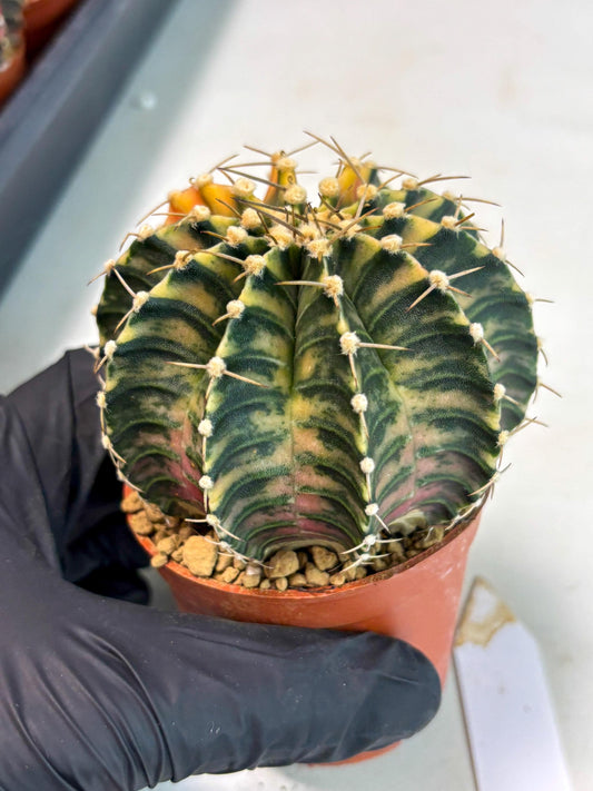 Gymnocalycium LB Hybrid (gy2) (y5) | Imported Plants
