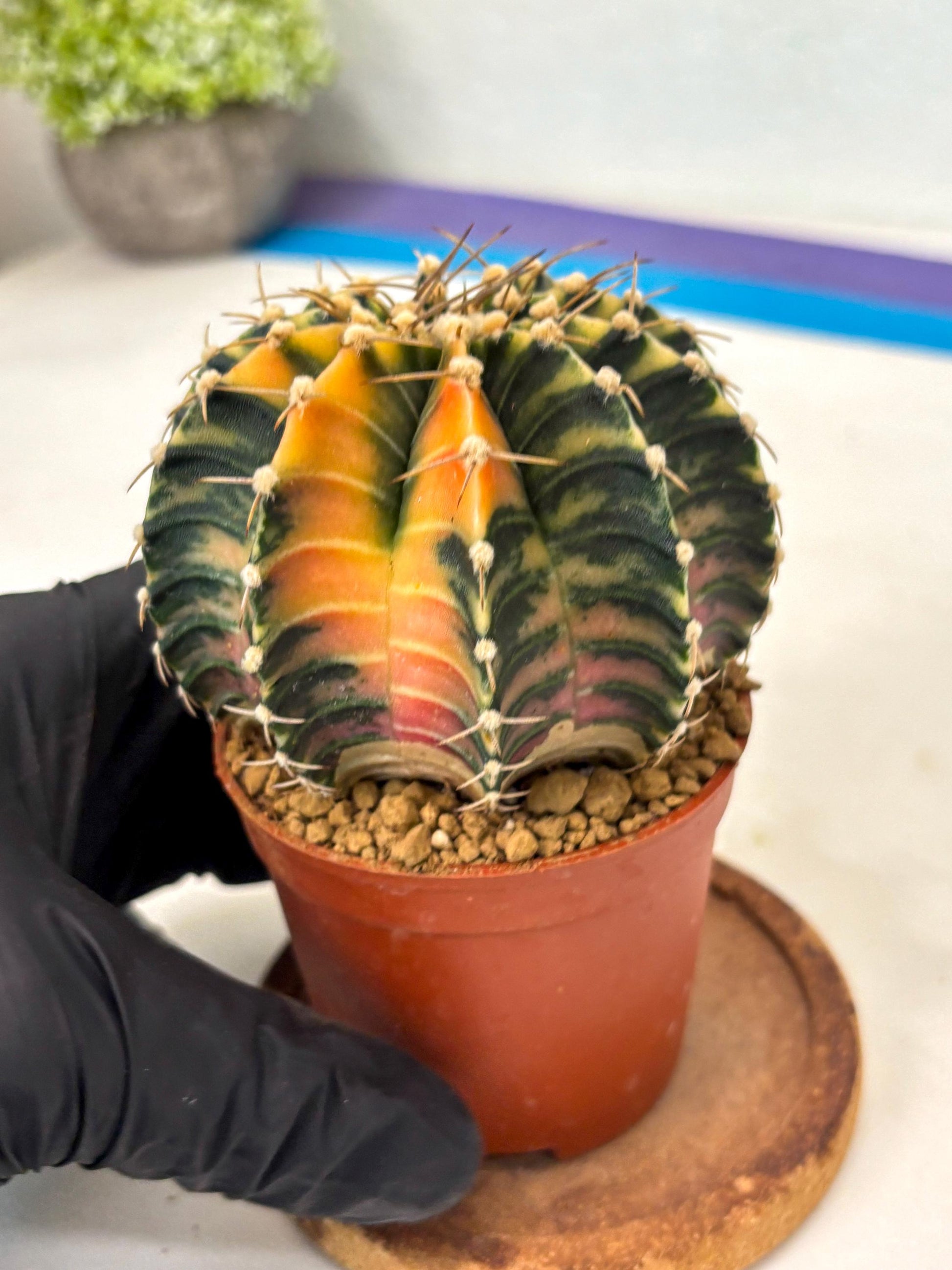 Gymnocalycium LB Hybrid (gy2) (y5) | Imported Plants