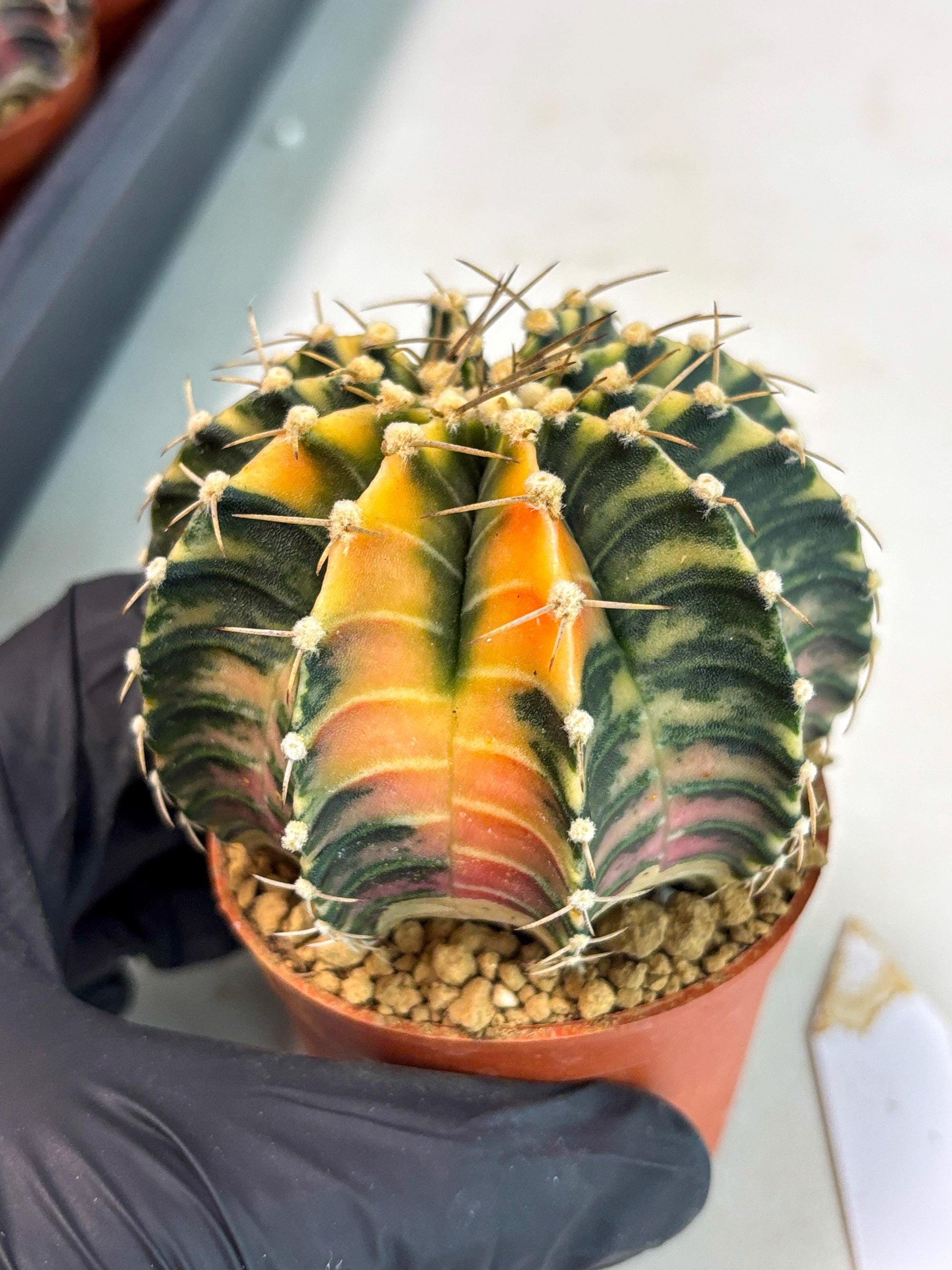 Gymnocalycium LB Hybrid (gy2) (y5) | Imported Plants