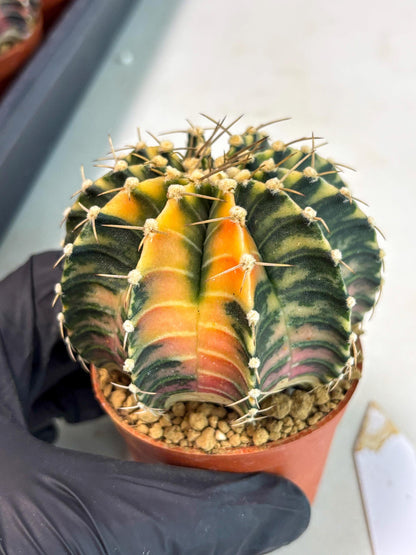 Gymnocalycium LB Hybrid (gy2) (y5) | Imported Plants