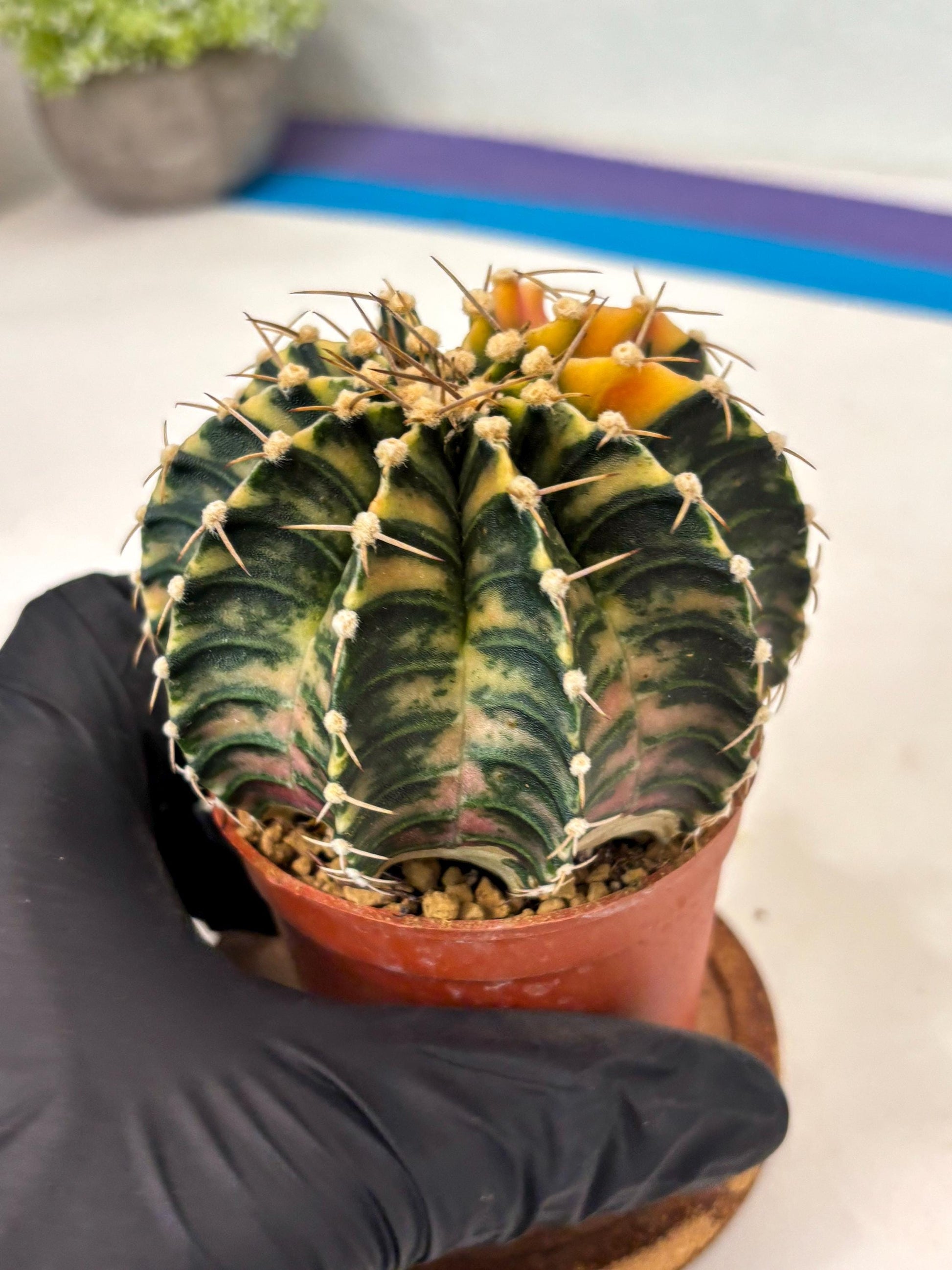 Gymnocalycium LB Hybrid (gy2) (y5) | Imported Plants