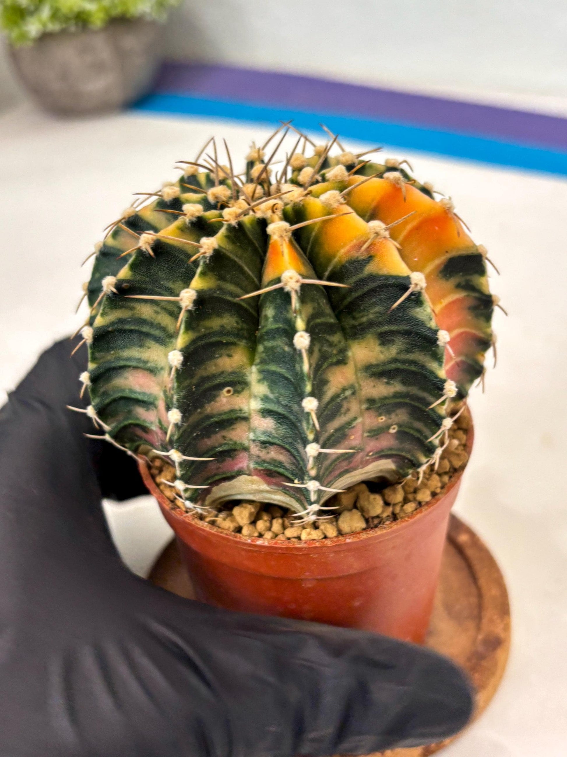 Gymnocalycium LB Hybrid (gy2) (y5) | Imported Plants