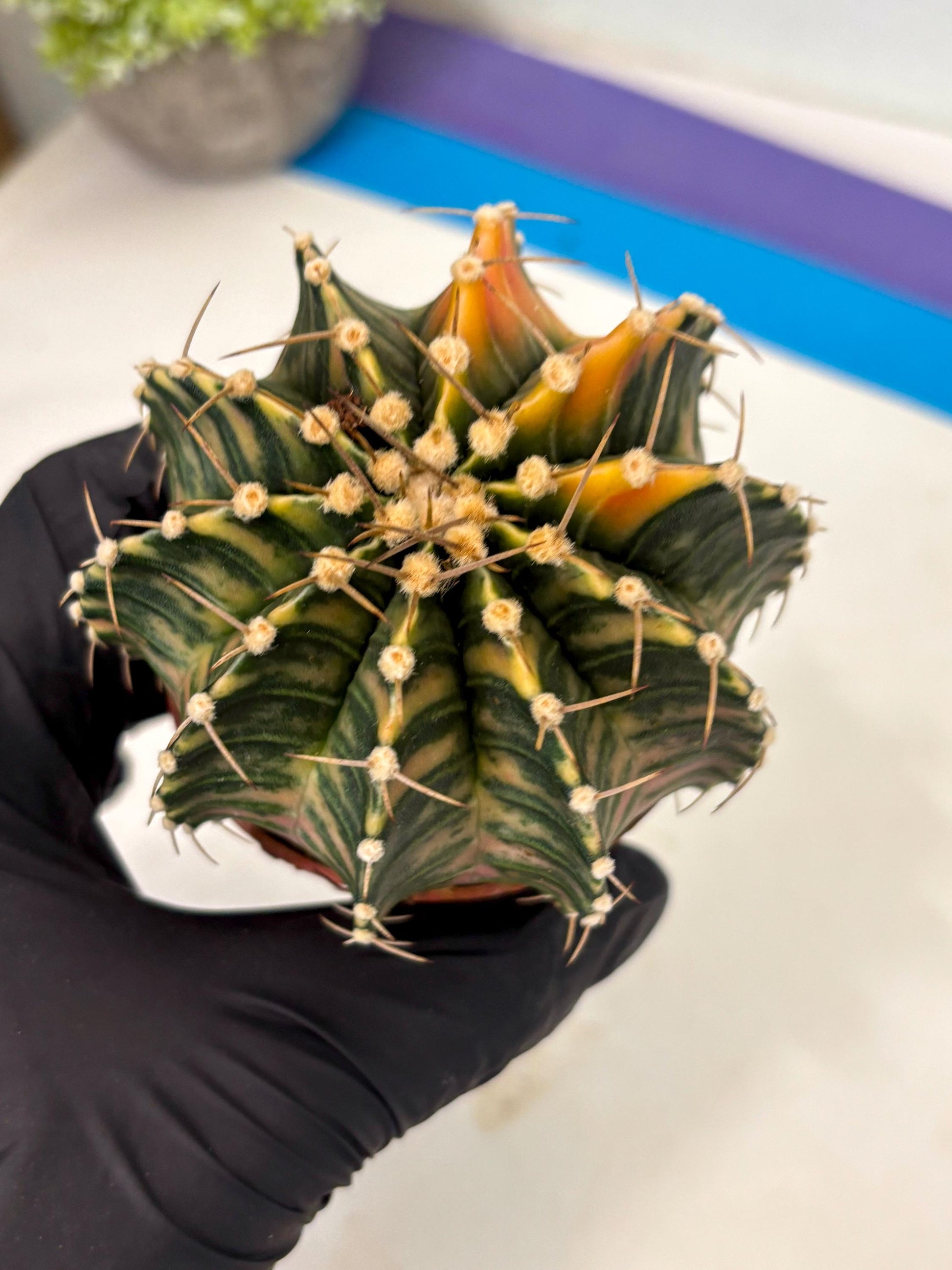 Gymnocalycium LB Hybrid (gy2) (y5) | Imported Plants