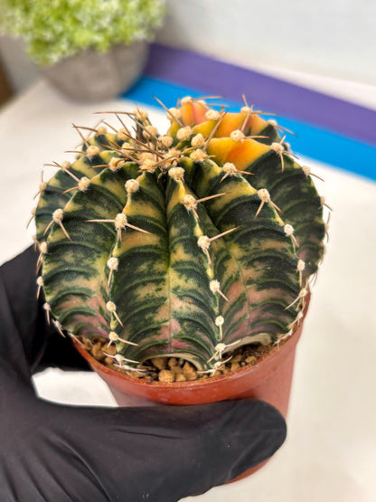 Gymnocalycium LB Hybrid (gy2) (y5) | Imported Plants