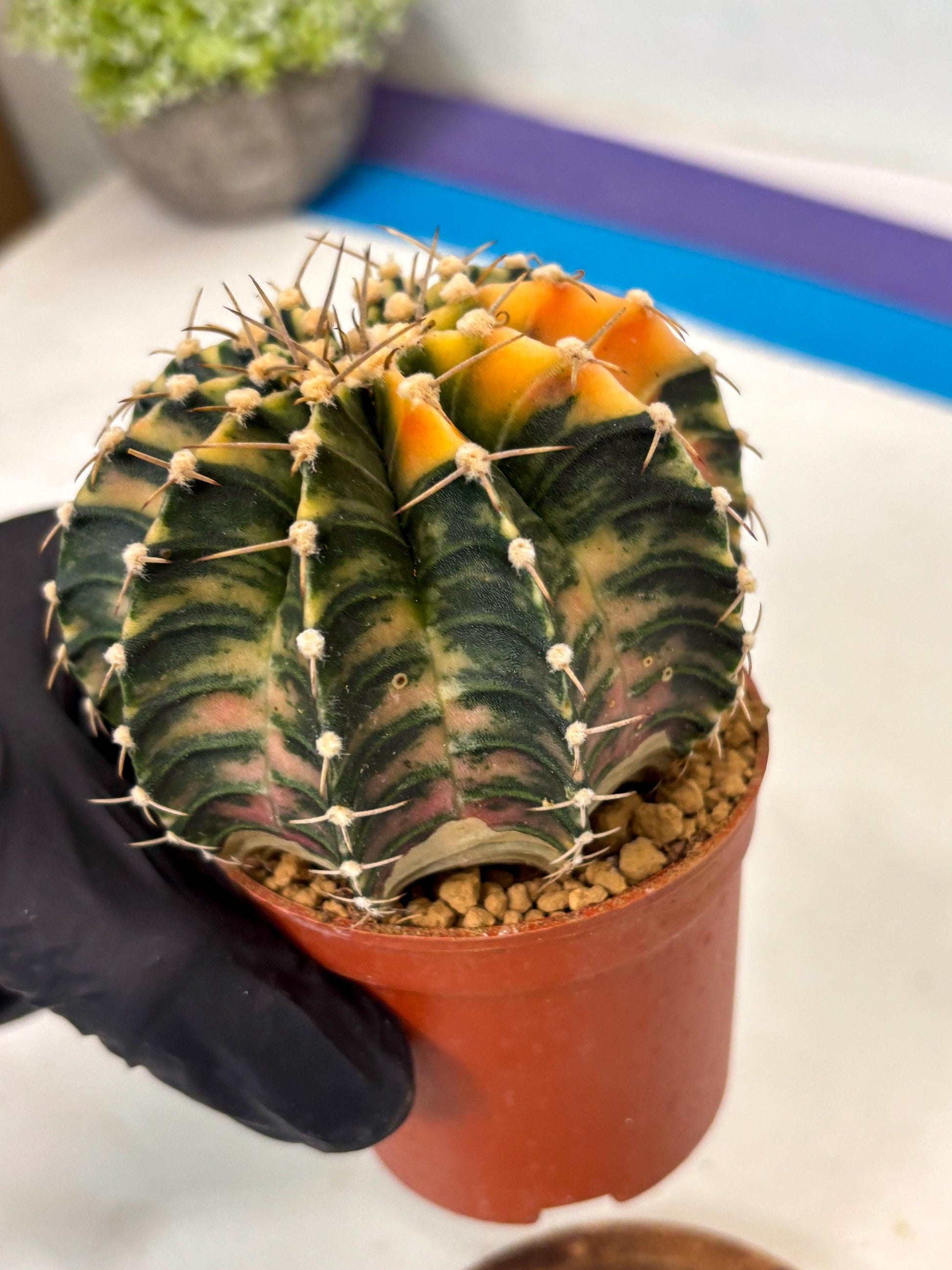 Gymnocalycium LB Hybrid (gy2) (y5) | Imported Plants