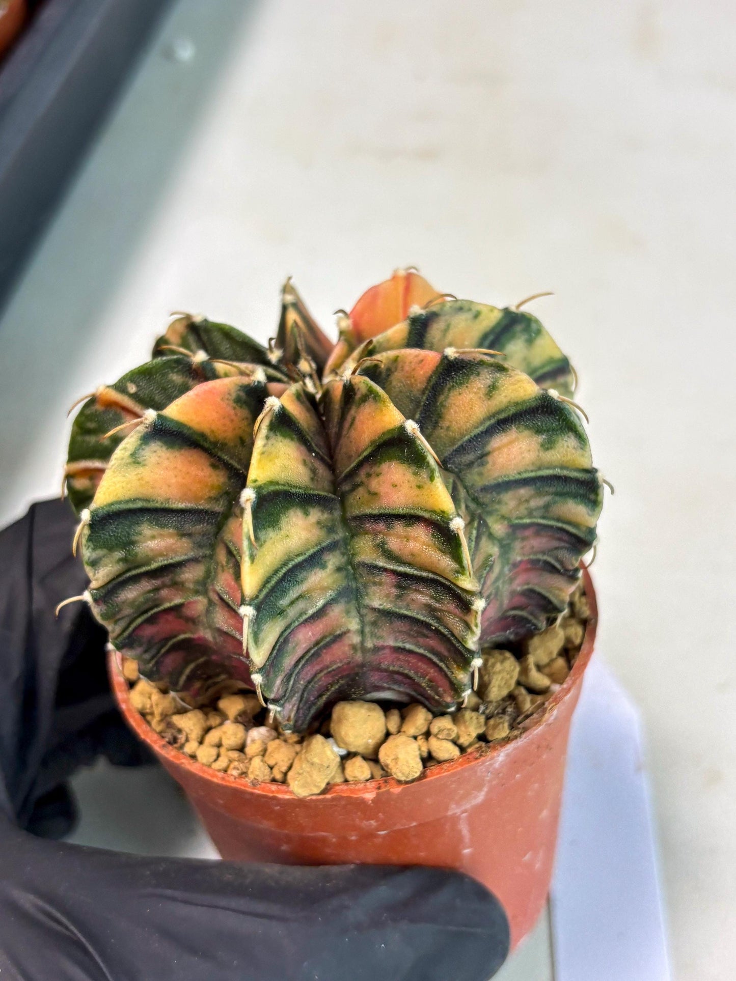 Gymnocalycium LB Hybrid (gy2) (y6) | Imported Plants