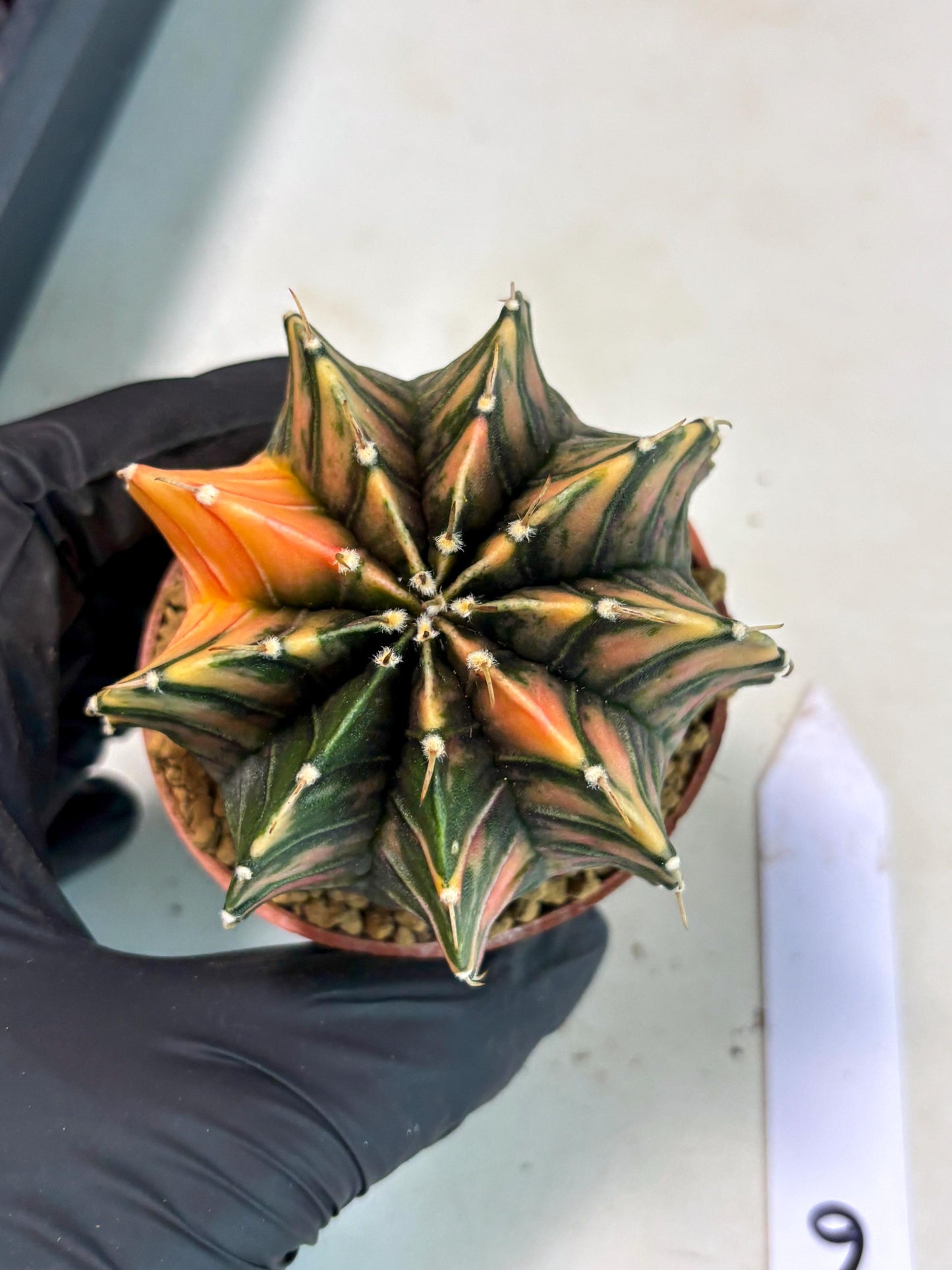 Gymnocalycium LB Hybrid (gy2) (y6) | Imported Plants
