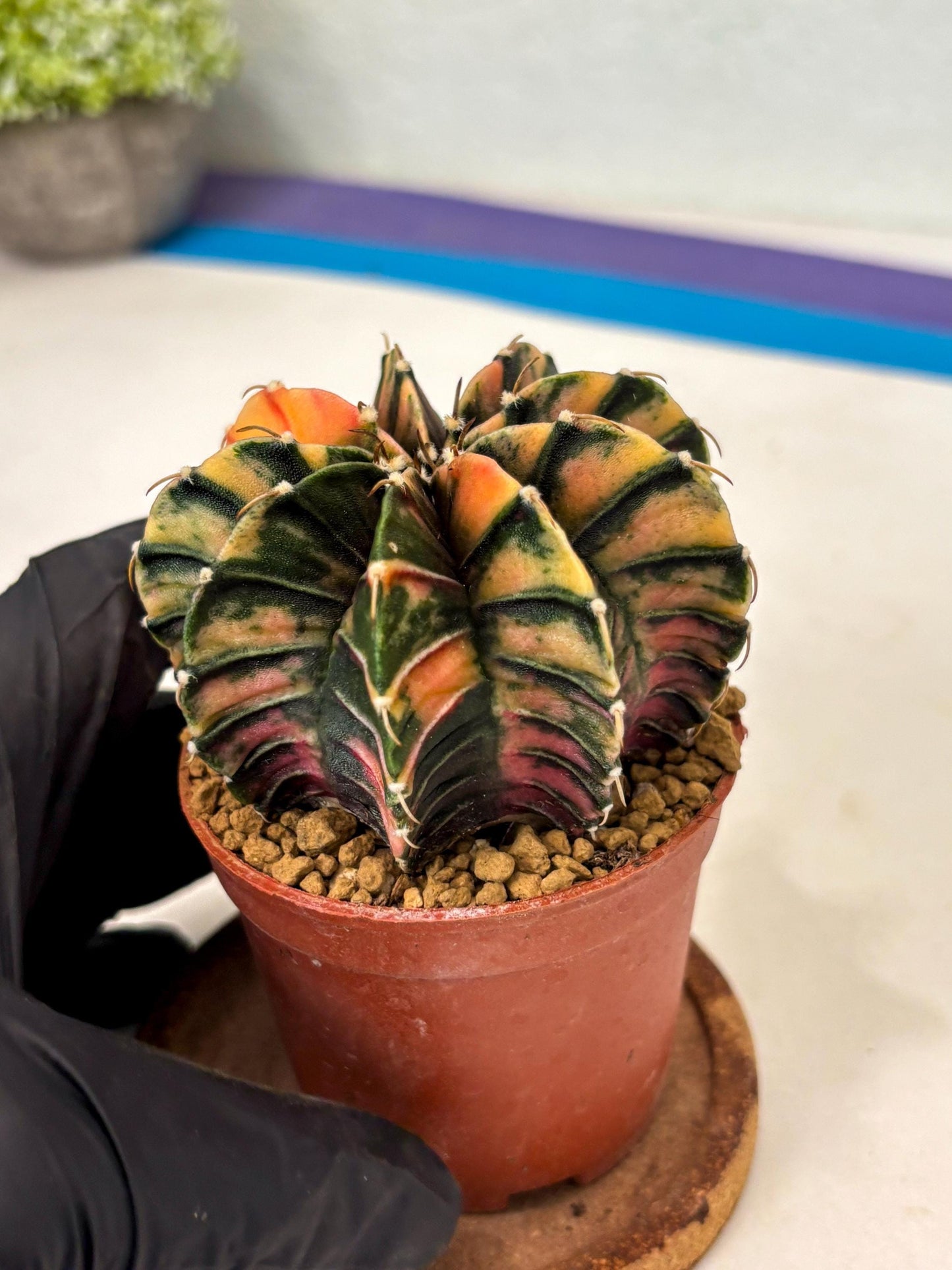 Gymnocalycium LB Hybrid (gy2) (y6) | Imported Plants