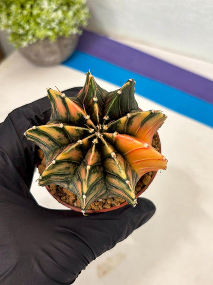 Gymnocalycium LB Hybrid (gy2) (y6) | Imported Plants