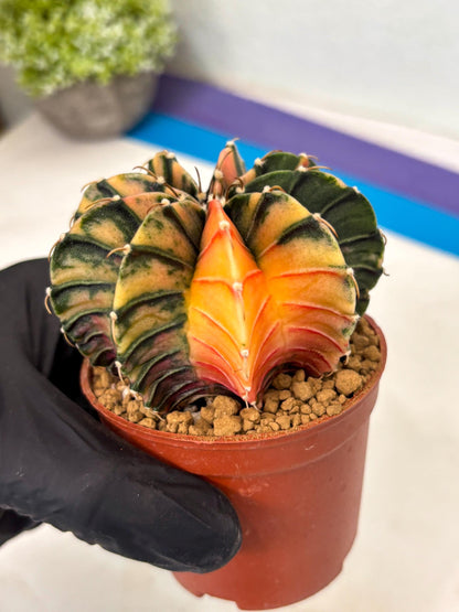 Gymnocalycium LB Hybrid (gy2) (y6) | Imported Plants