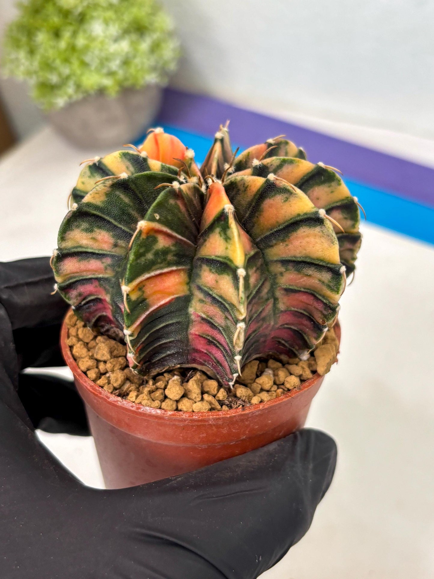 Gymnocalycium LB Hybrid (gy2) (y6) | Imported Plants
