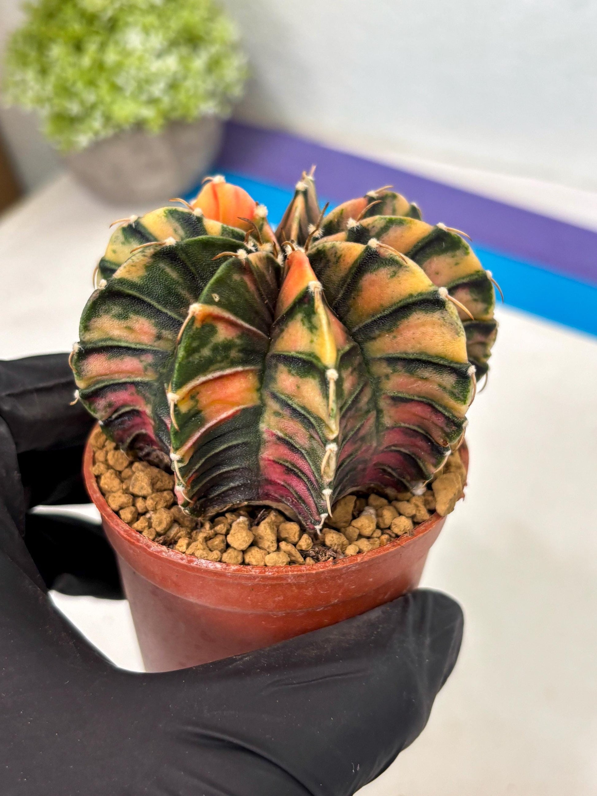Gymnocalycium LB Hybrid (gy2) (y6) | Imported Plants