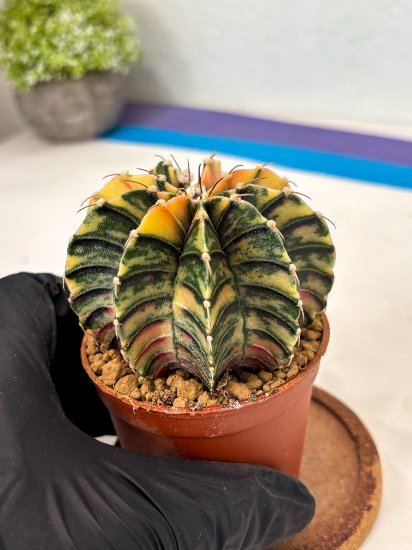 Gymnocalycium LB Hybrid (gy2) (y7) | Imported Plants