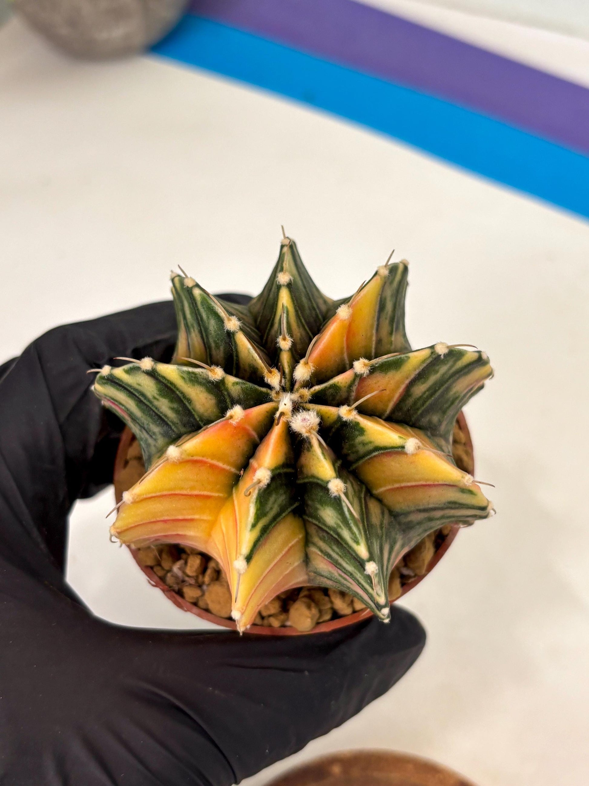 Gymnocalycium LB Hybrid (gy2) (y7) | Imported Plants