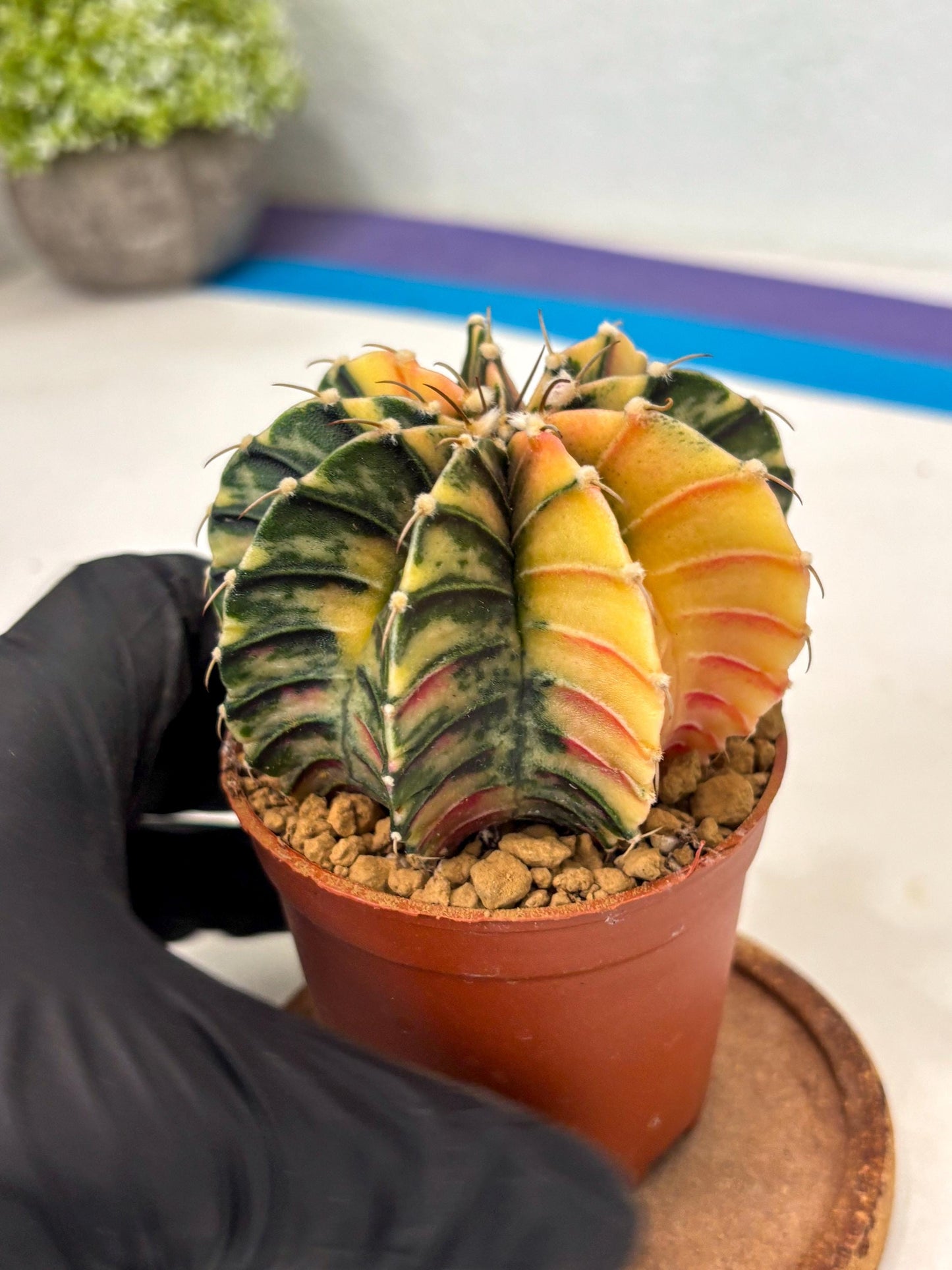 Gymnocalycium LB Hybrid (gy2) (y7) | Imported Plants