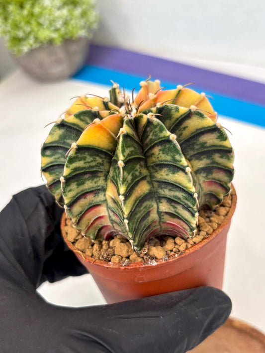Gymnocalycium LB Hybrid (gy2) (y7) | Imported Plants