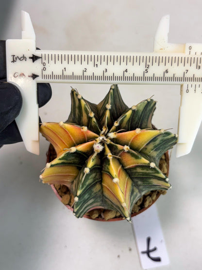 Gymnocalycium LB Hybrid (gy2) (y7) | Imported Plants