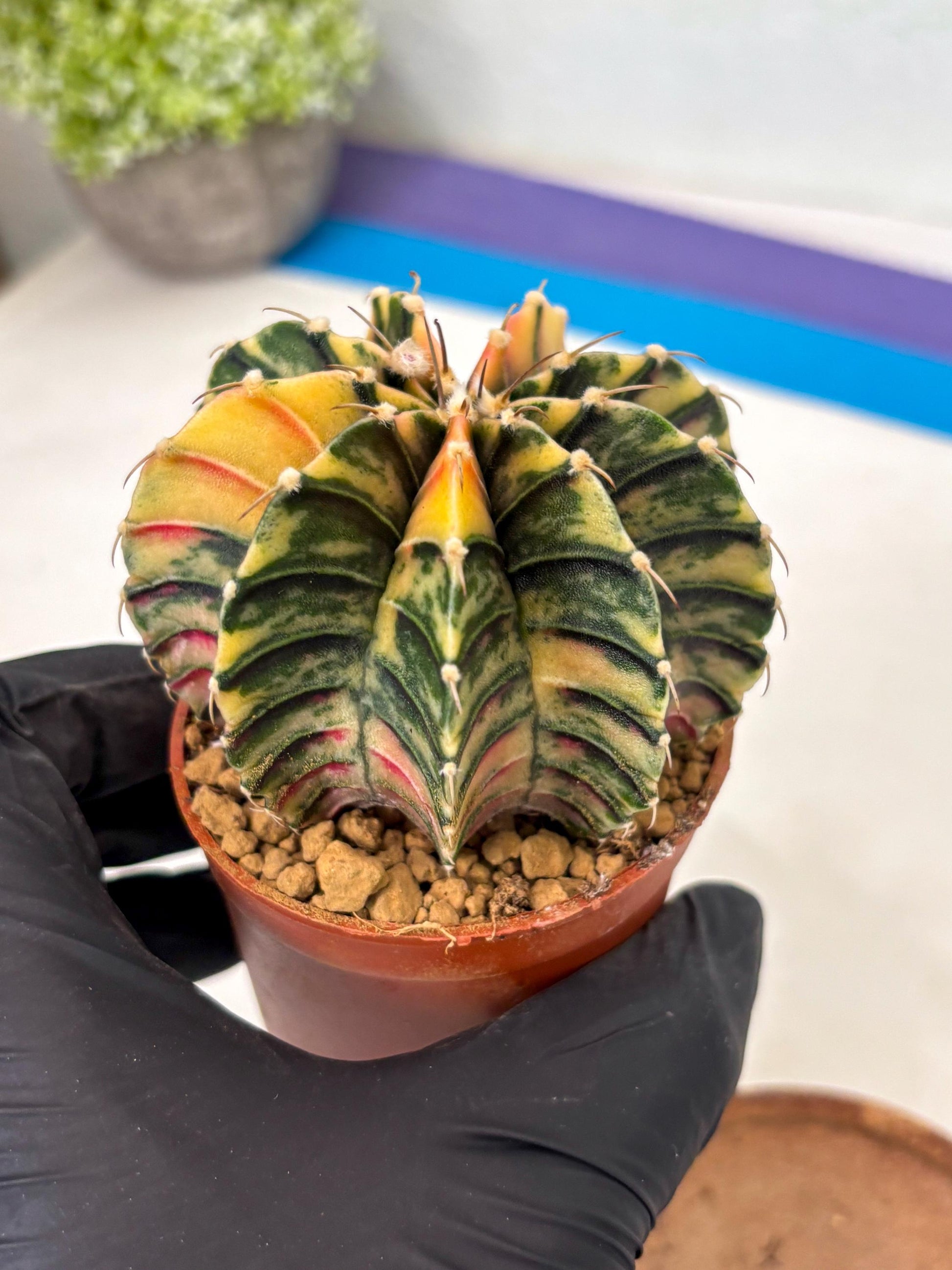 Gymnocalycium LB Hybrid (gy2) (y7) | Imported Plants
