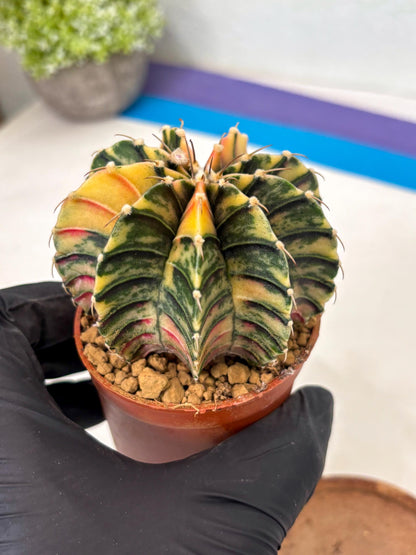 Gymnocalycium LB Hybrid (gy2) (y7) | Imported Plants