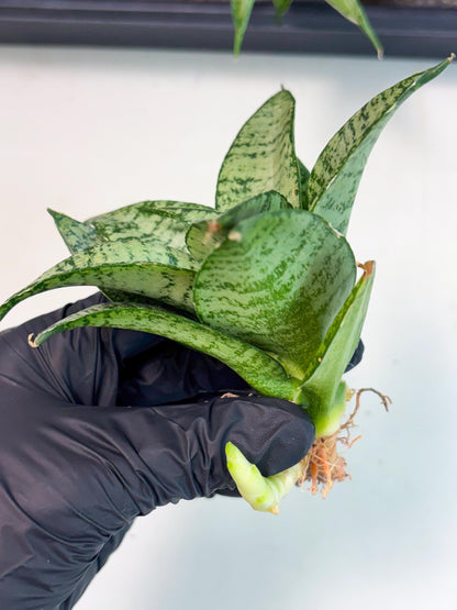 Sansevieria Mayang (Ha4) (5) | Rare Hybrid