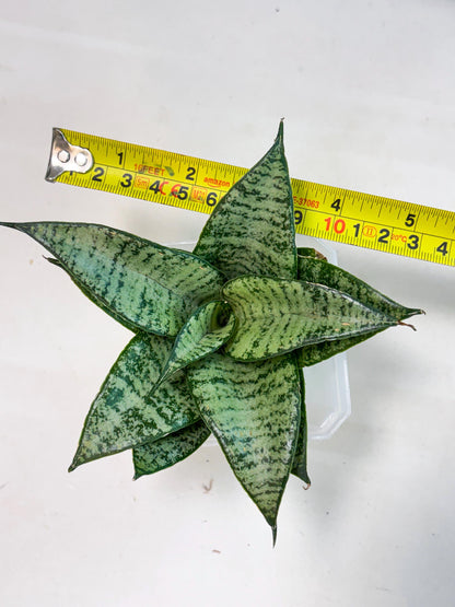 Sansevieria Mayang (Ha4) (5) | Rare Hybrid