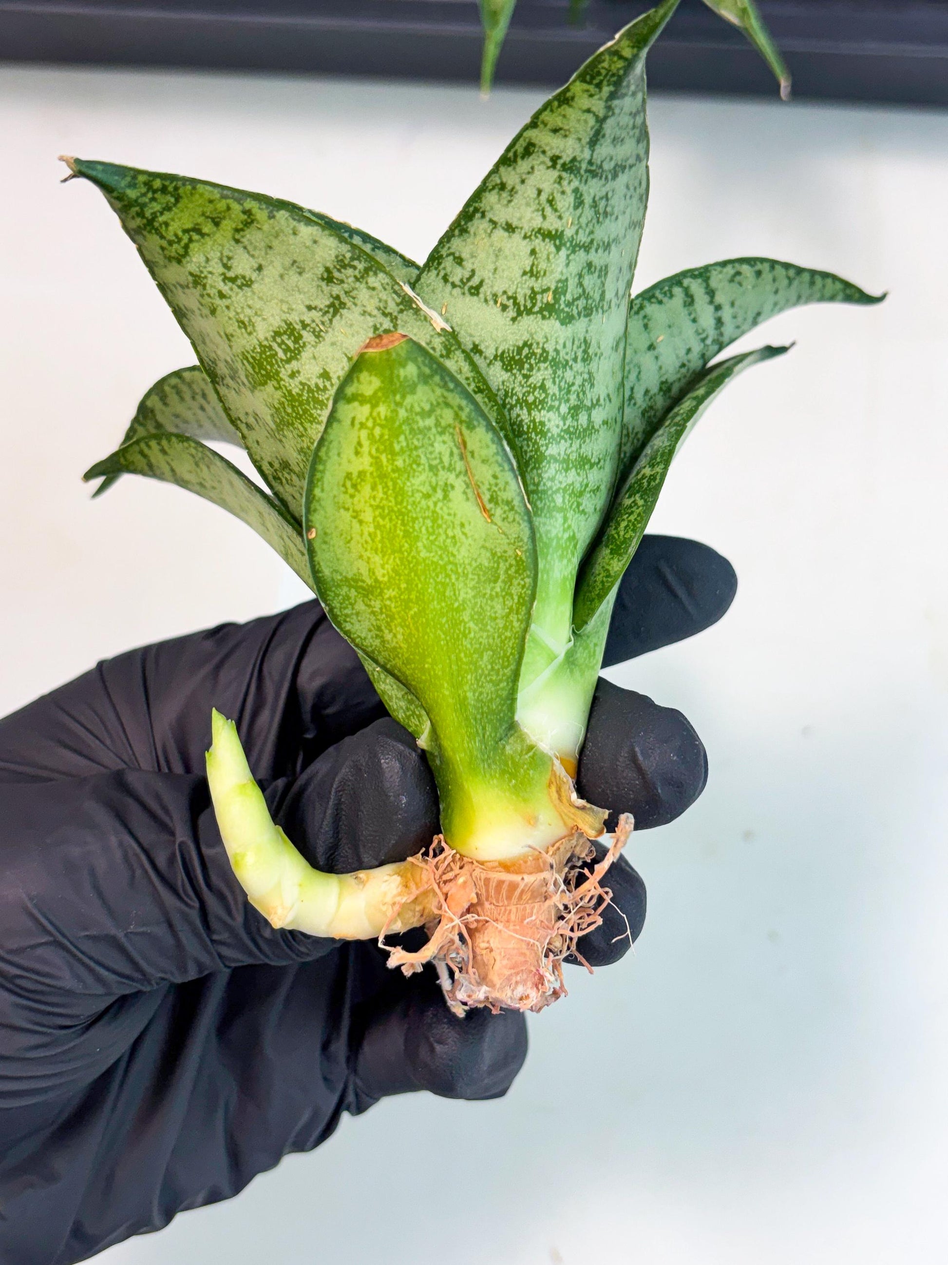 Sansevieria Mayang (Ha4) (5) | Rare Hybrid