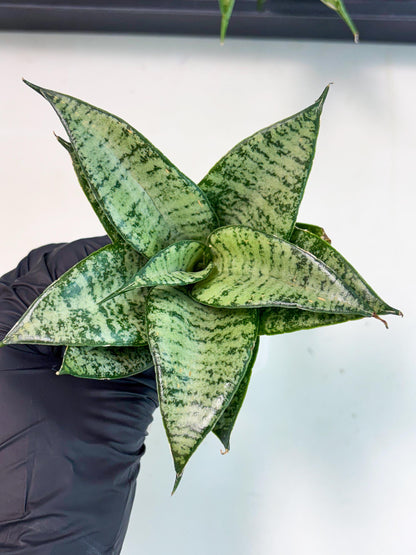 Sansevieria Mayang (Ha4) (5) | Rare Hybrid