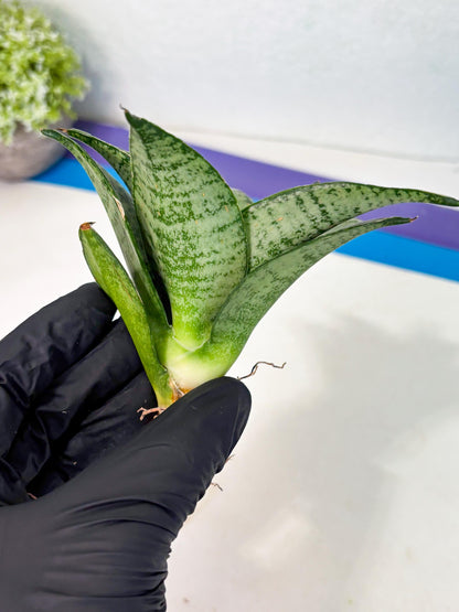 Sansevieria Mayang (Ha4) (5) | Rare Hybrid