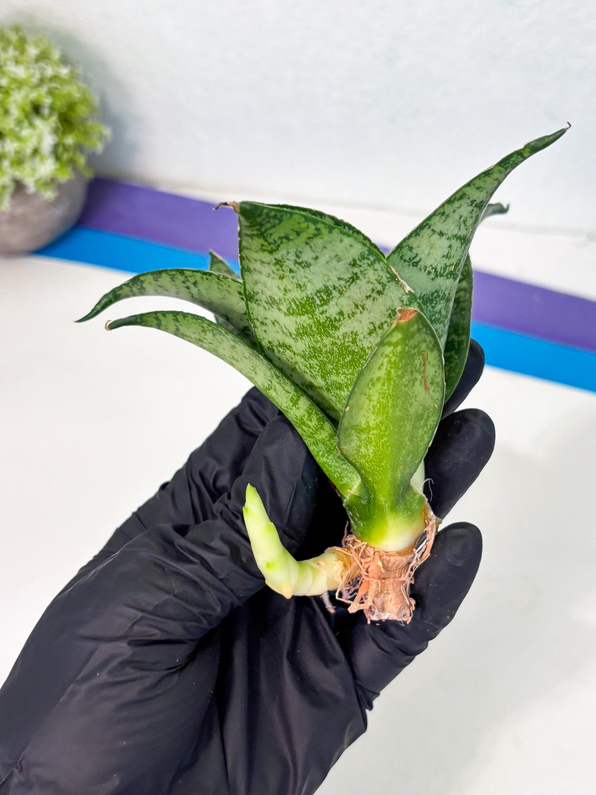 Sansevieria Mayang (Ha4) (5) | Rare Hybrid