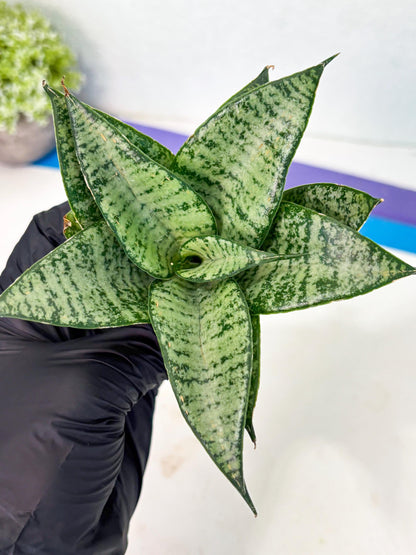 Sansevieria Mayang (Ha4) (5) | Rare Hybrid