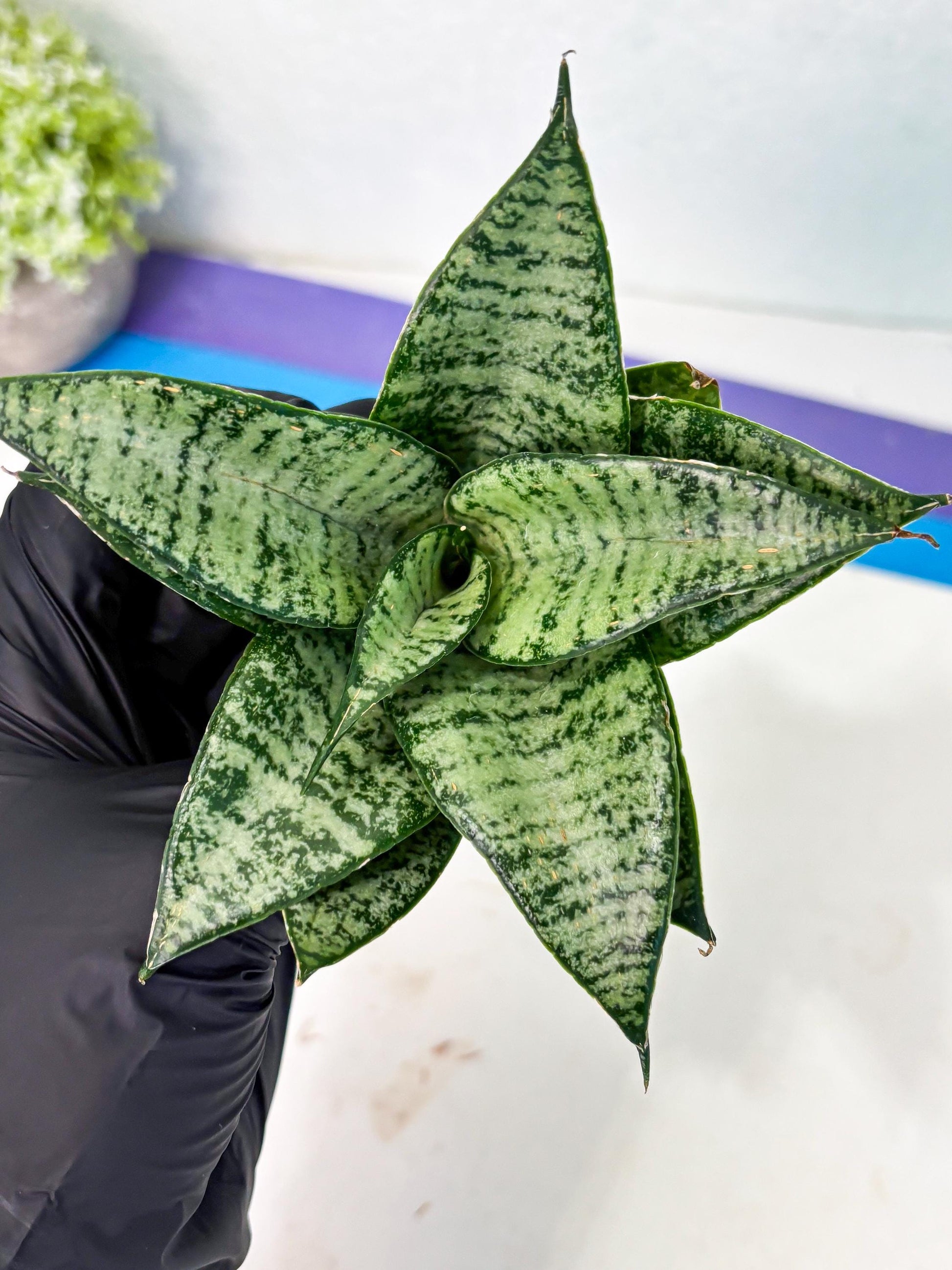 Sansevieria Mayang (Ha4) (5) | Rare Hybrid