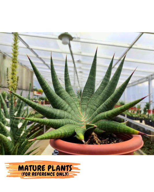 Sansevieria Britney Spears (Ha4) (8) | Rare Hybrid
