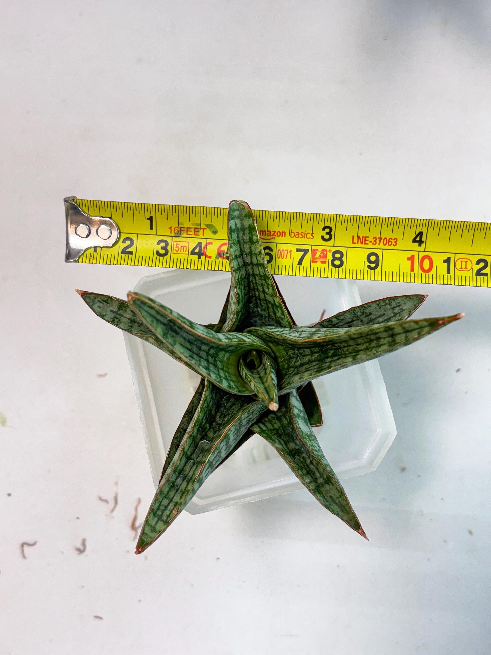 Sansevieria Samosir (Ha4) (12) | Rare Collection