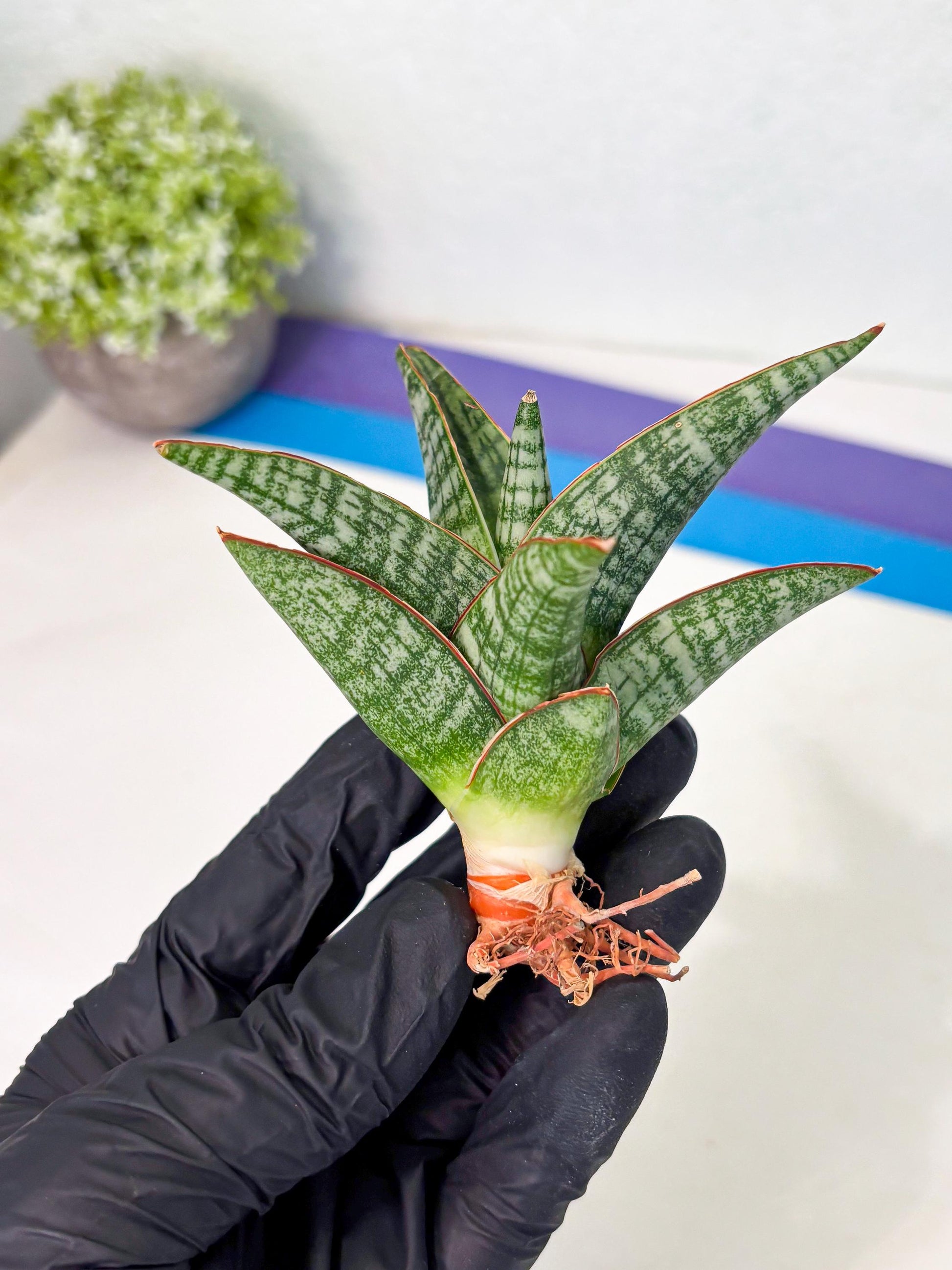 Sansevieria Samosir (Ha4) (12) | Rare Collection