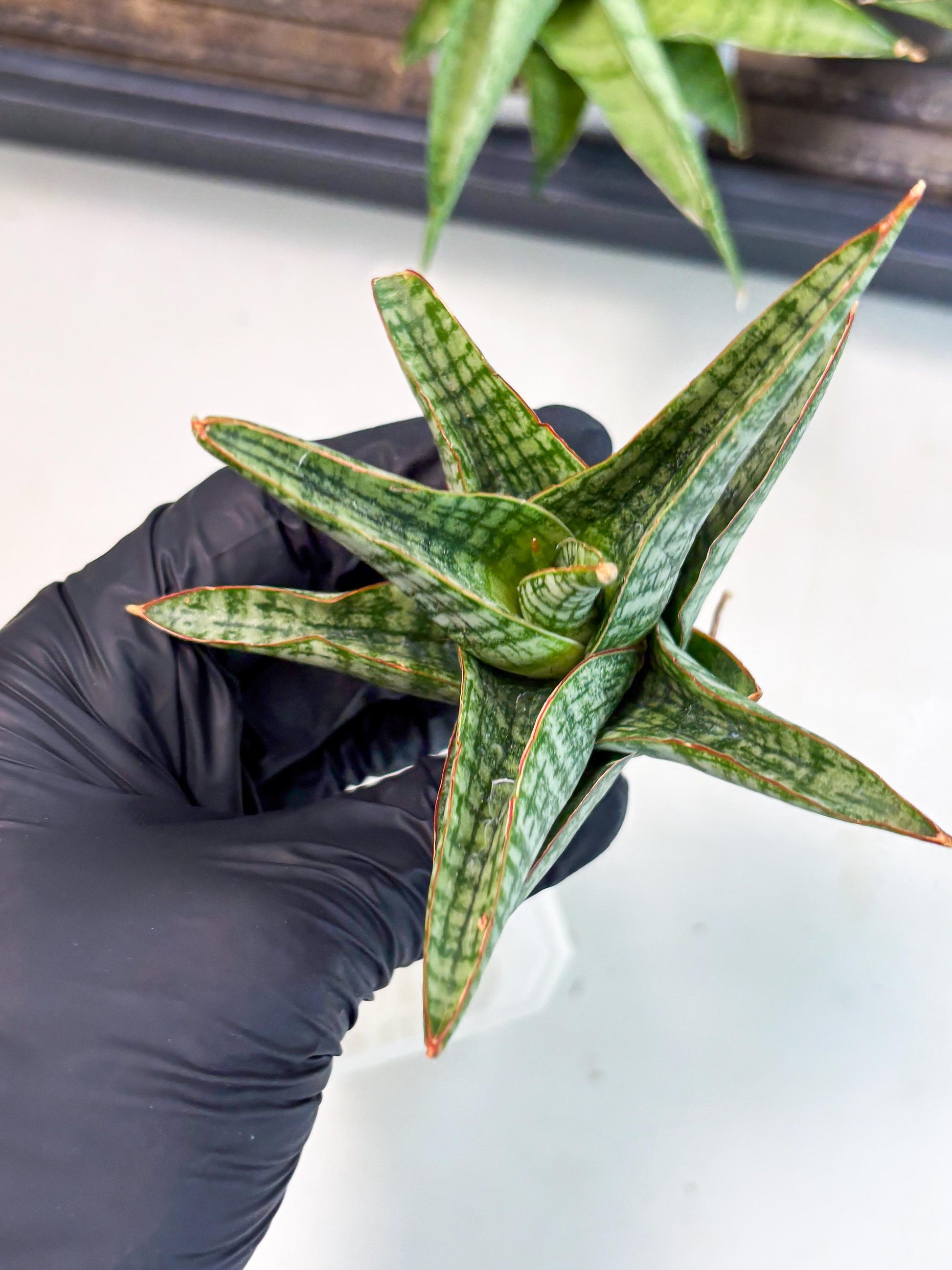 Sansevieria Samosir (Ha4) (12) | Rare Collection