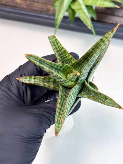 Sansevieria Samosir (Ha4) (12) | Rare Collection