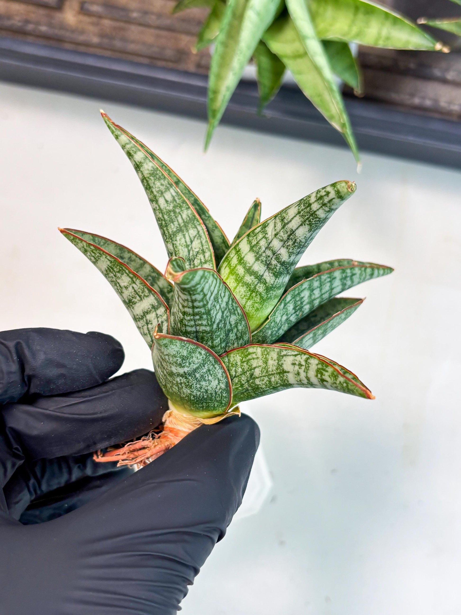 Sansevieria Samosir (Ha4) (12) | Rare Collection