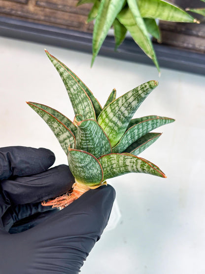 Sansevieria Samosir (Ha4) (12) | Rare Collection