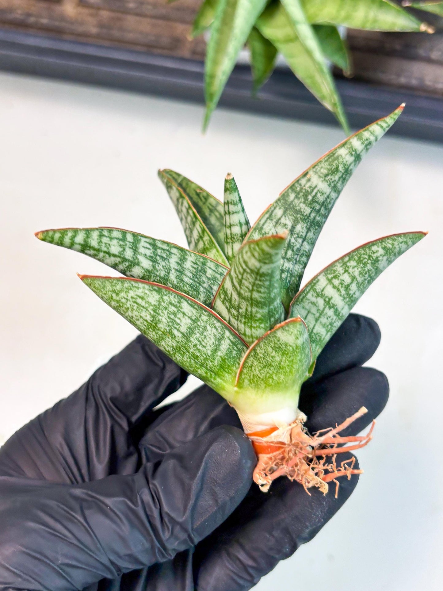 Sansevieria Samosir (Ha4) (12) | Rare Collection