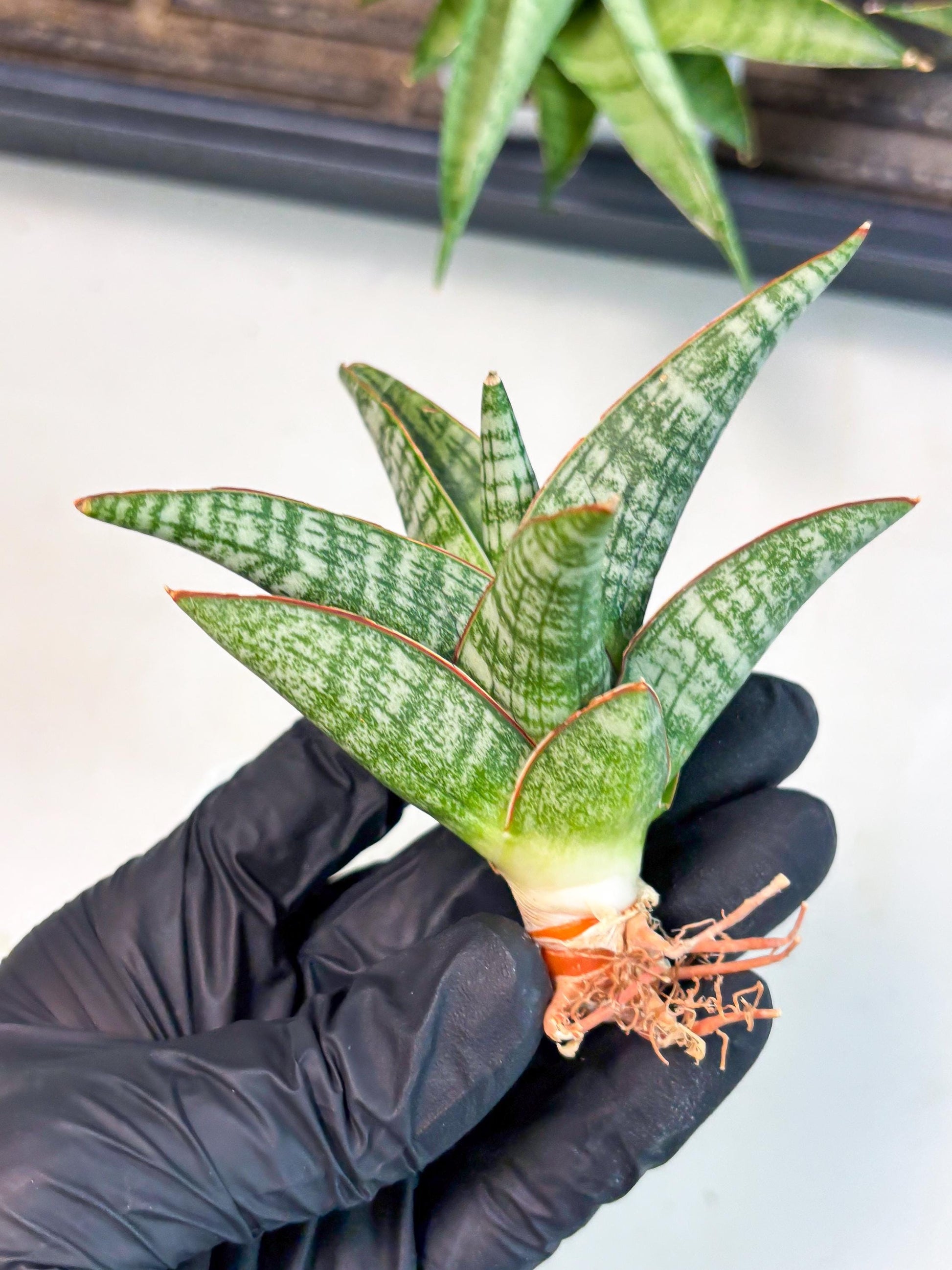 Sansevieria Samosir (Ha4) (12) | Rare Collection