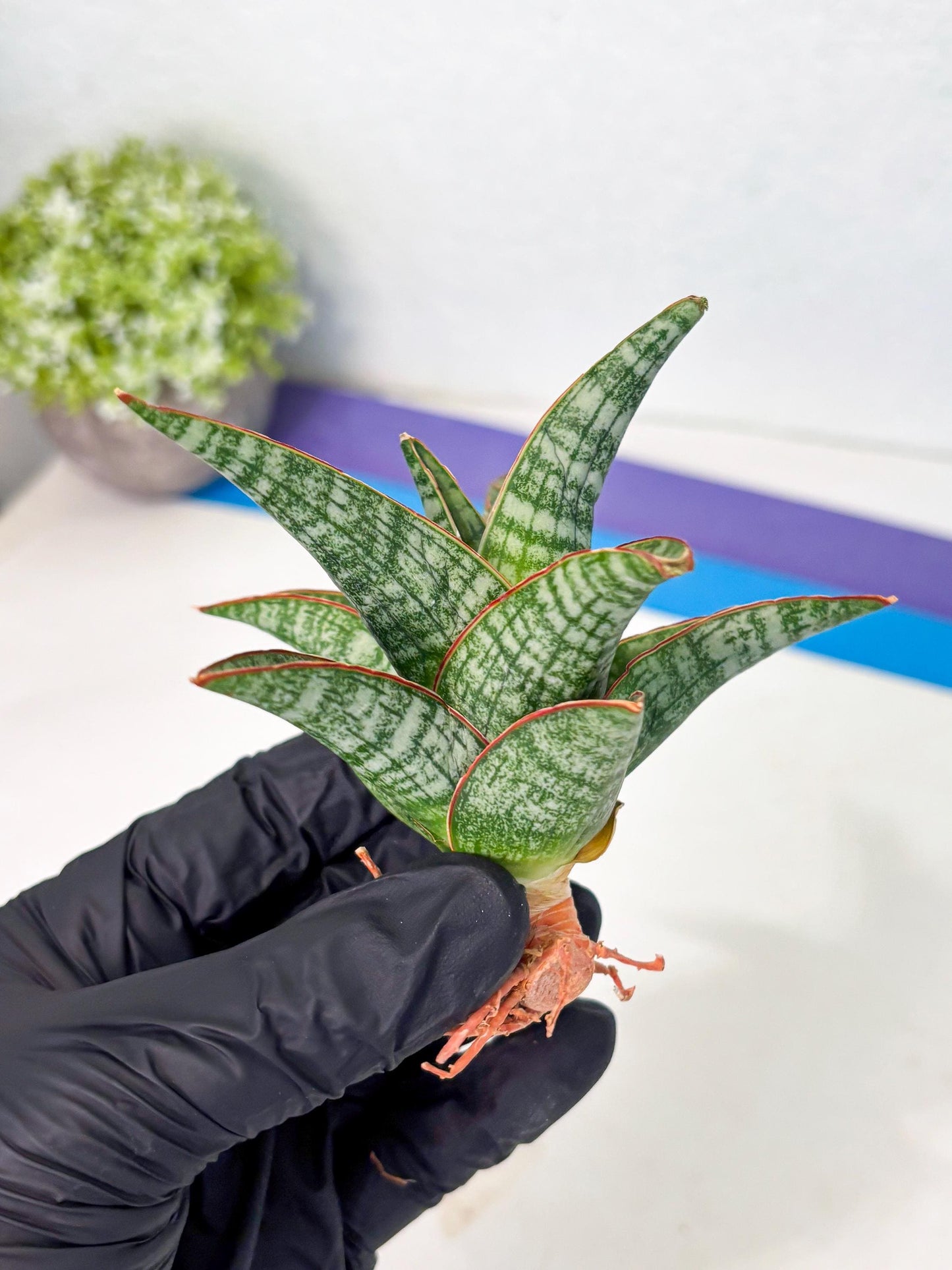Sansevieria Samosir (Ha4) (12) | Rare Collection