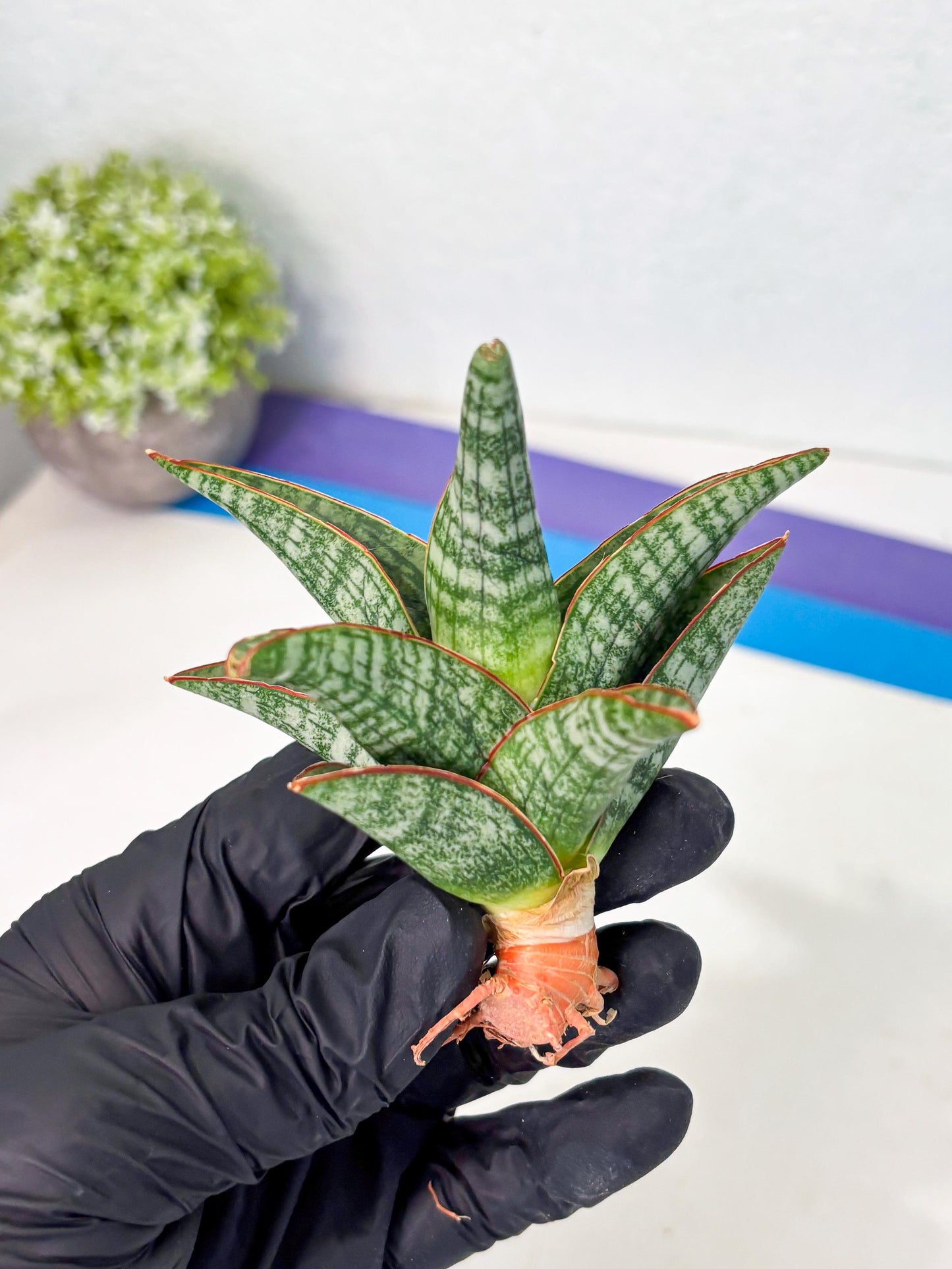 Sansevieria Samosir (Ha4) (12) | Rare Collection
