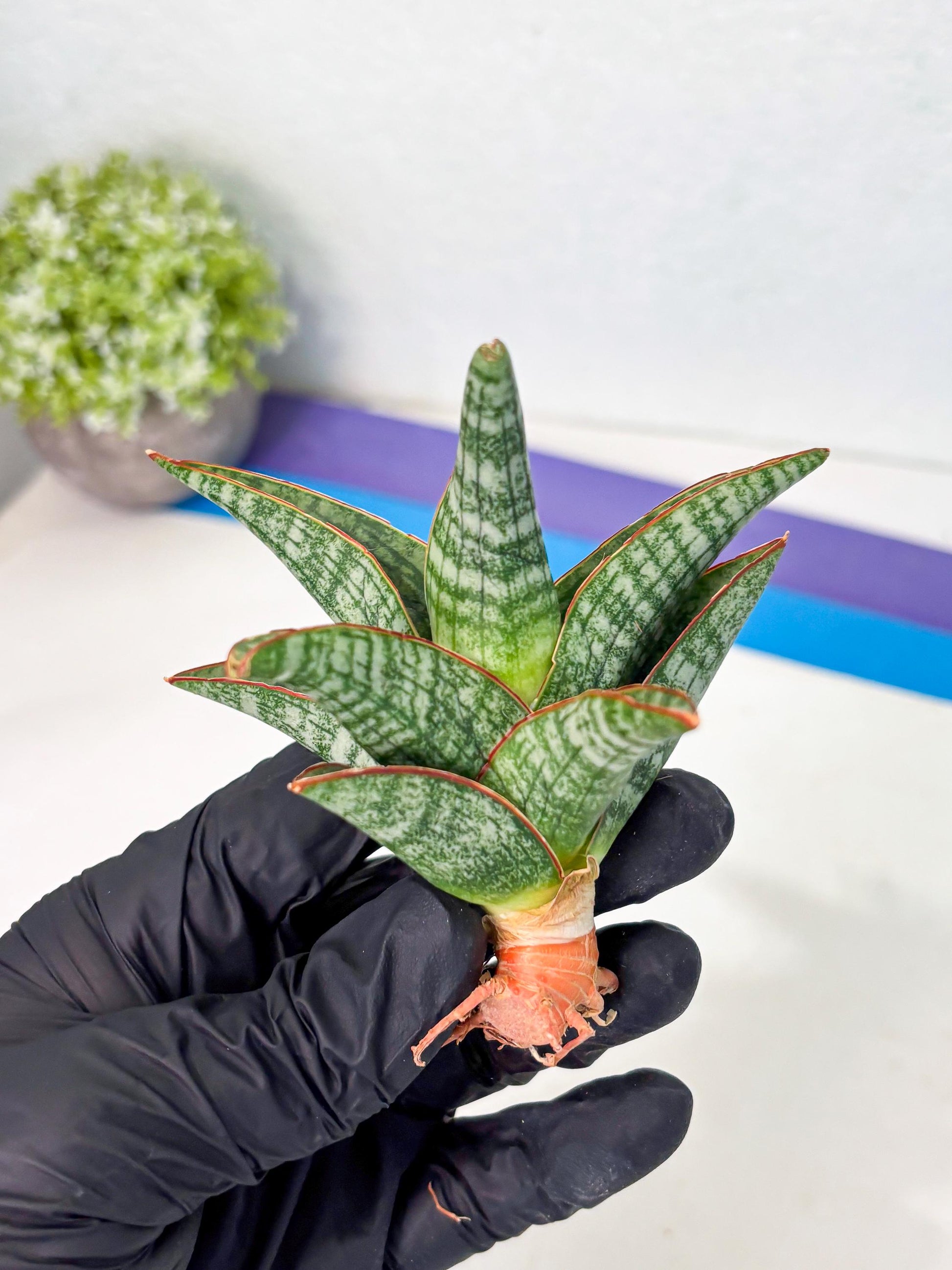 Sansevieria Samosir (Ha4) (12) | Rare Collection