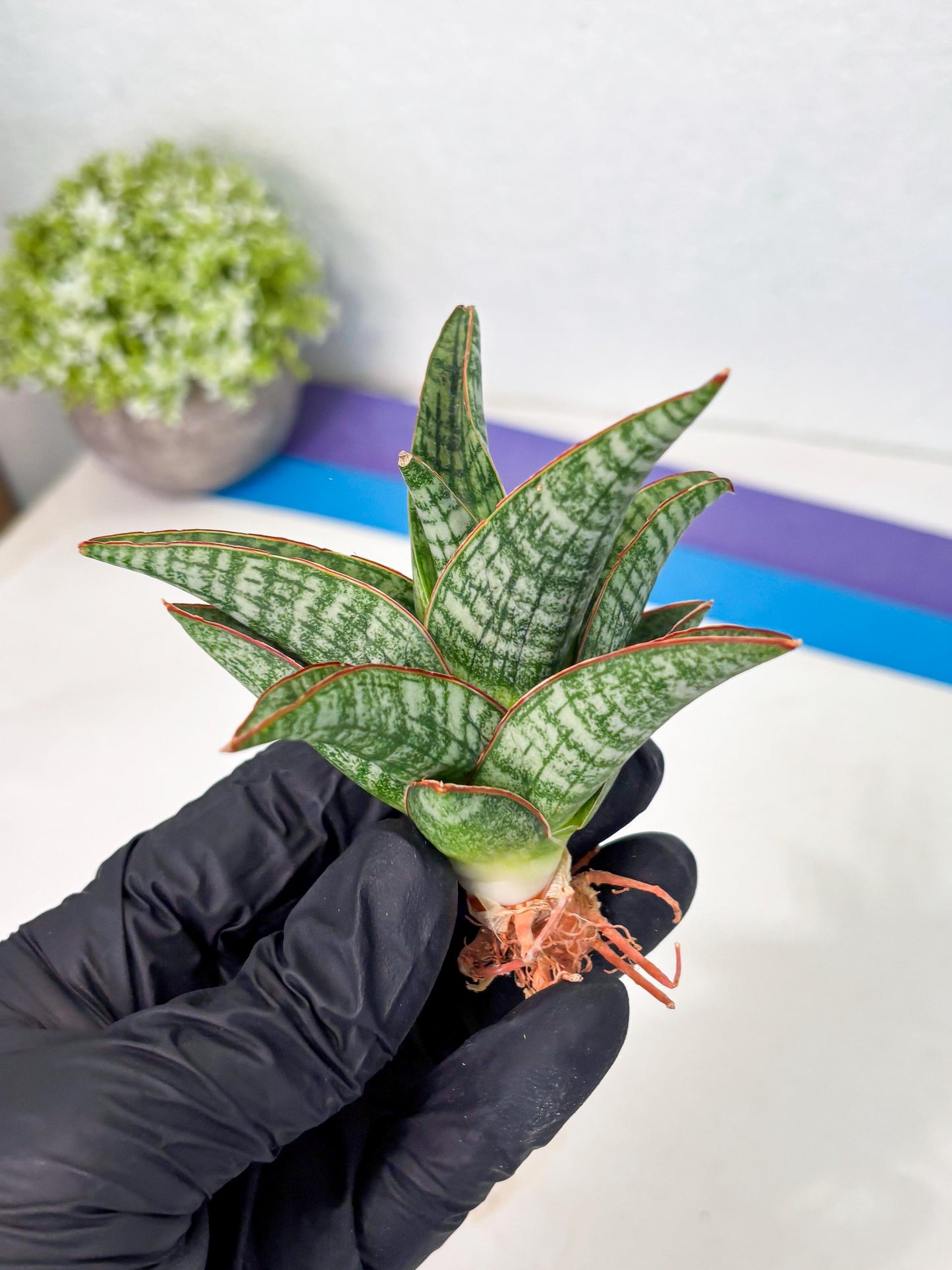 Sansevieria Samosir (Ha4) (12) | Rare Collection